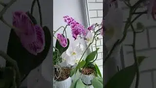Мои орхидею радуют цветением всю зиму