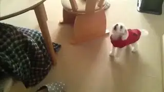 dog barking top