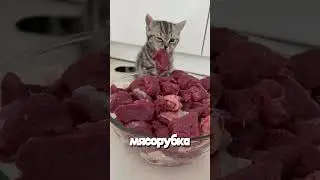 What happens if you approach a running cat