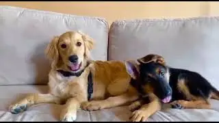 Cute Golden Retriever Puppy and German Shepherd Dog Puppy Head Tilt - Via FB: Kim-Thành JohnnyThành