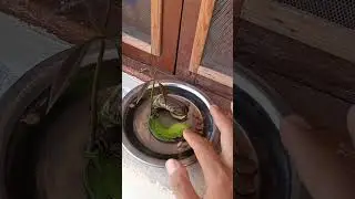 الزراعه العضويه سطح بلكونه