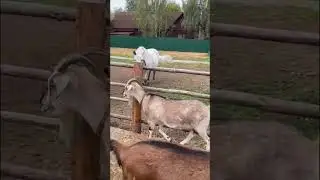Буян. И зачем попу гармонь? 