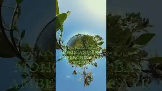 Belize Mangrove 360 #caribbean #belize #mahoganybay #sanpedrobelize #mangroves #sea  #ambergriscaye