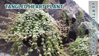 EPISODE 22 THE BEST WAY TO MAKE VERTICAL GARDEN WITH GROWING TANGLED HEART PLANT