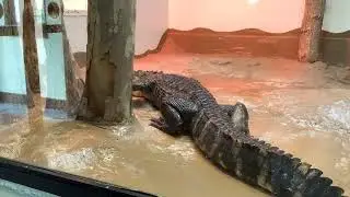 American Alligator