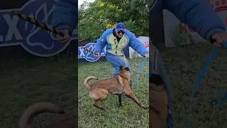 😱Dangerous ending. The operator was not injured. Malinois attack. 