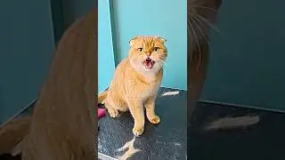Grooming an angry cat
