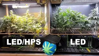 LED/HPS Flwr Mix Grow - 5.5 Wks Into FLOWER Ft. Mars Hydro SP6500