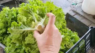 собираем салат на продажу.