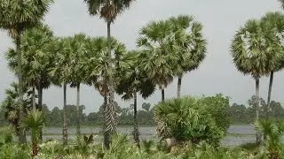 Visiting Animals & Plants as National Symbols of Cambodia