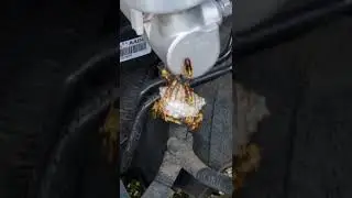 Осинное гнездо.. Чуть не напали на меня, но я с ними разобрался.  :)