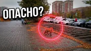 Лиса ходит по Тольятти, будьте осторожны! Революционная 32, 5 октября 11:15 ч