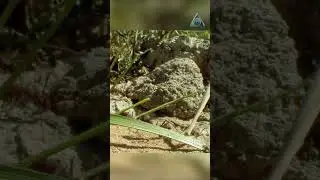 Grass-cutter ants. Growing food underground.