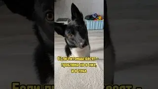 Если питомцы бесят - проблема не в них, а в тебе 😾 #питомцы #котики #собака #котенок #щенок