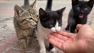 Three small kittens run towards me, sniff my hand, and then meow.🥹😻