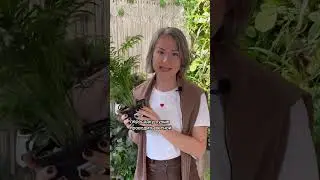 ПАЛЬМЫ / хамедорея, дипсис и уход за ними