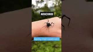 Rare Arachnid?!