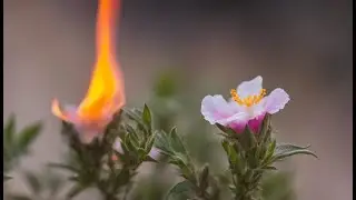 The Plant that Can Burst Into Flames: The Cistus Plant (EDM Version)
