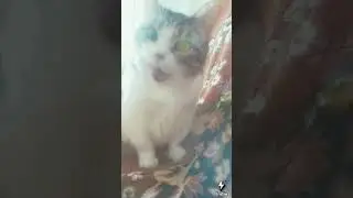 Cat licks sounds adorable