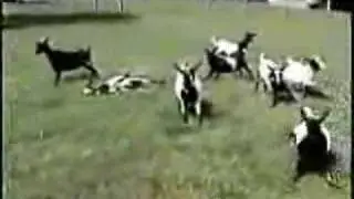 Fainting Goats
