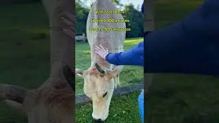 As contas já passam de 102 e ainda é 1 vaca só 😂😂 #agro #sertanejo