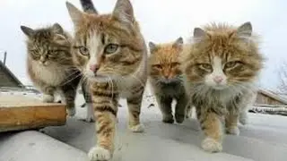 Приколы с котами!!! Смотрите на бешеных котов. Очень страшно!!!