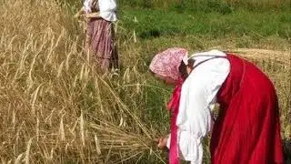 Жатва (стих Любови Васениной)