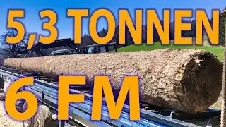 Mehr geht nicht 😮 5,9 Festmeter Stamm sägen, Mobiles Sägewerk, mobile bandsaw sawmill #mybiggesttree