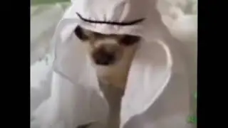 собака араб
