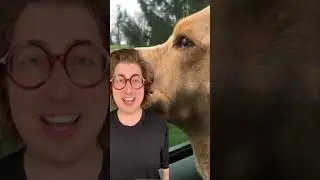 Don’t Let This Happen to Your Dog!