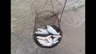 Spin fishing from the shore. Don roach run. Spring 2020.