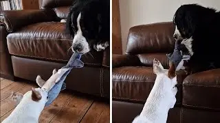Big dog beats small dog in tug-of-war with minimal effort