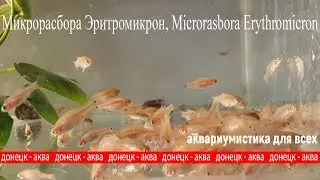 рыбка Микрорасбора Эритромикрон, Microrasbora Erythromicron,