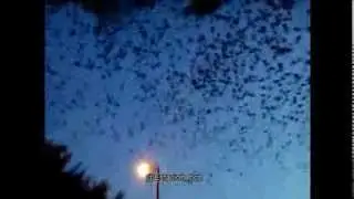 Impresionante dormidero de golondrinas en Salto, Uruguay Plaza Artigas (Febrero 2014)