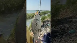 Трофейный Сазан 