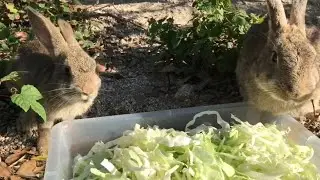 Fresh vegetables make the wild rabbits happy!