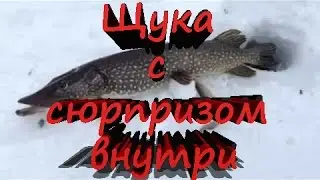 Щука с сюрпризом внутри 16+