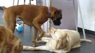 Barley and Tia, wrestling