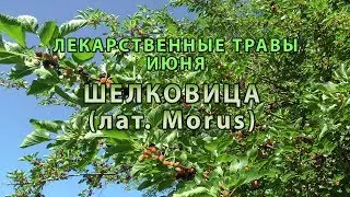 Лекарственные растения июня "Шелковица"