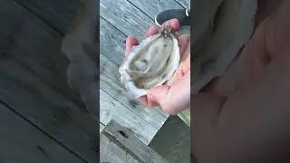 Sounds of shucking a few oysters 