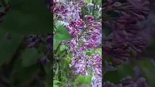 сирен на связи