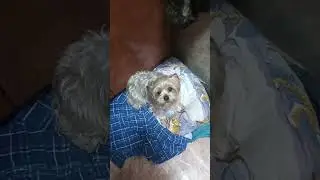 собачий бунт.