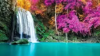 Live : Relaxing music - Sleep Music 24/7 || Sleep || Calm Music || Relaxing Music for Stress Relief