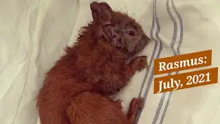 Part 8: Rasmus, July 2021
