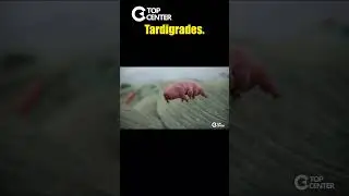 Animals That Went to Space #shorts