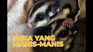 Pecinta Sugar Glider Wajib Nonton