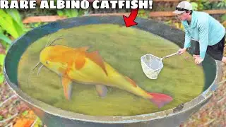 RARE $2,000 Albino Catfish CAUGHT in the WILD!