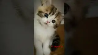 Lucu gaaa? Foto Kucing by: Pinterest Edit Video by: Template Capcut #BantuSubs