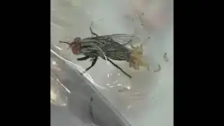 do flies lay eggs on food | Funny Videos