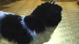 Little Demon Dog!!!